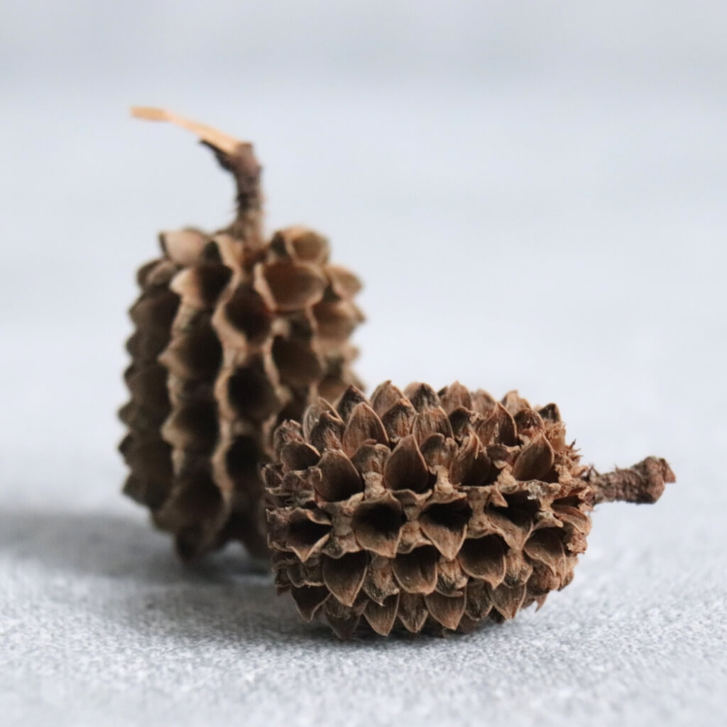 Casuarina (Přesličník šiška) – přírodní, jemný přírodní materiál pro rustikální dekorace